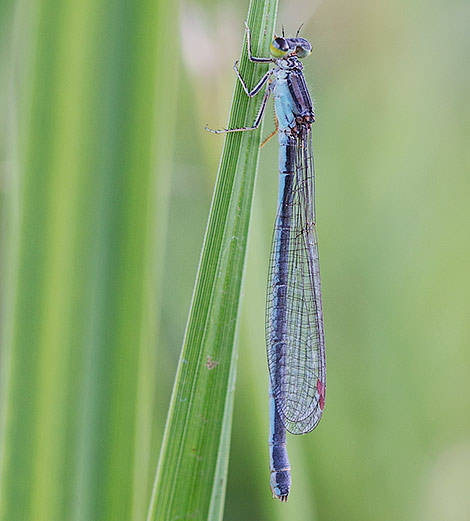 Pseudagrion caffrum female